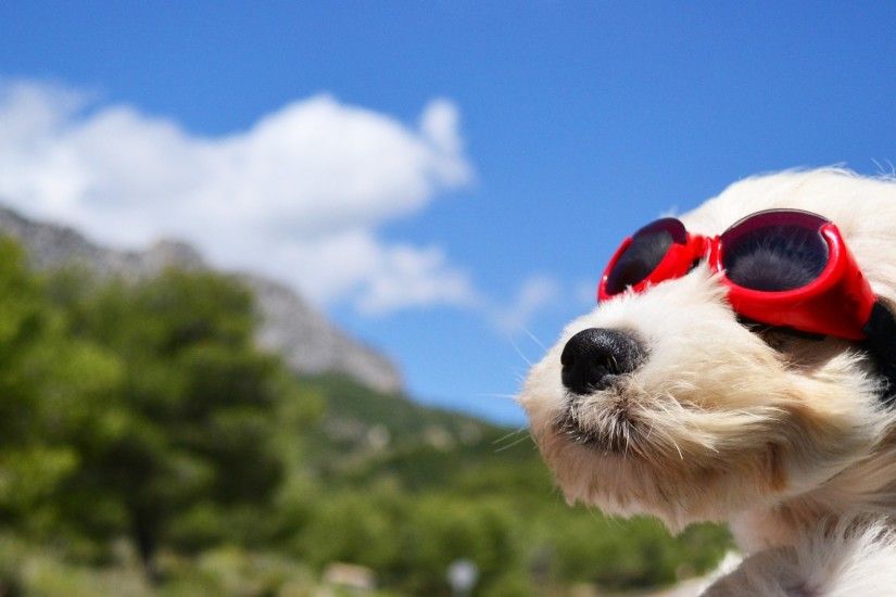 Preview wallpaper dog, face, wind, glasses 2560x1080