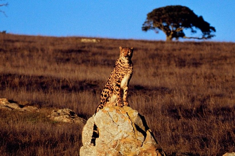 cheetah background wallpaper free - cheetah category