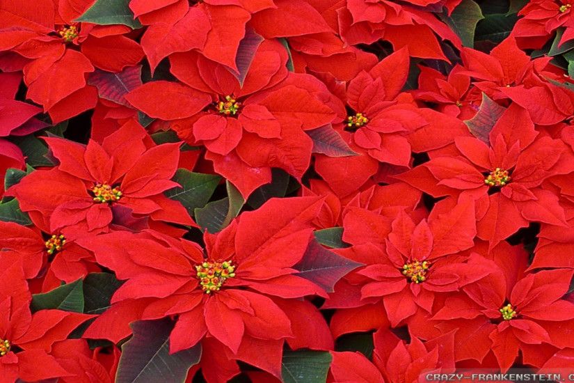 christmas flowers images christmas flowers wallpapers 16 - Christmas  Flowers Wallpapers