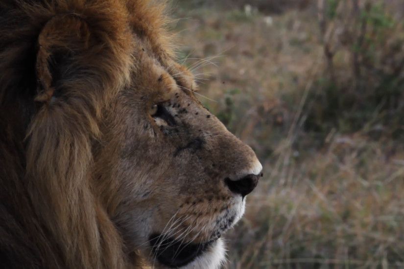 Close up of a male lion. Flies on his face. 1080p HD. Stock Video Footage -  VideoBlocks