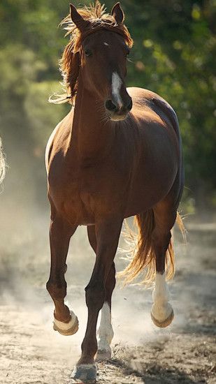 Animals Beautiful Horse Colorful Rapid Speed Graceful