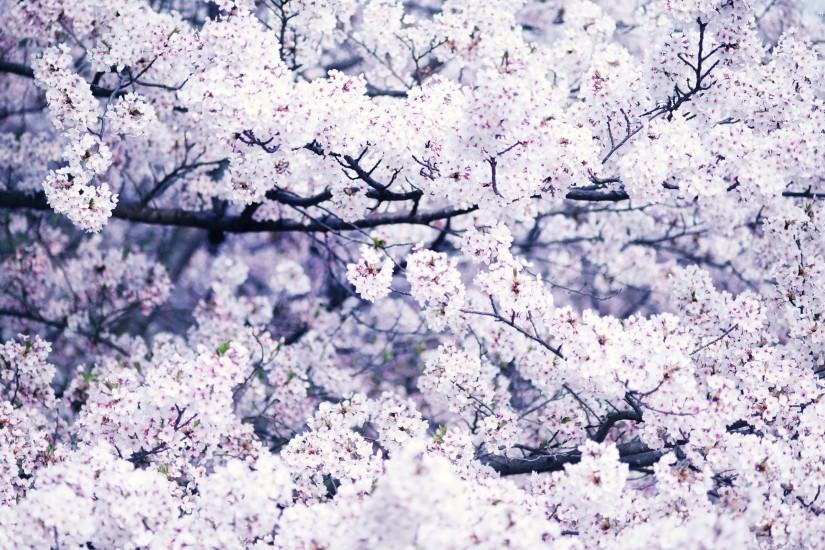 best cherry blossom wallpaper 2560x1600 for computer