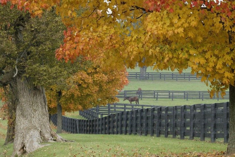 Free Horses in Autumn wallpaper background
