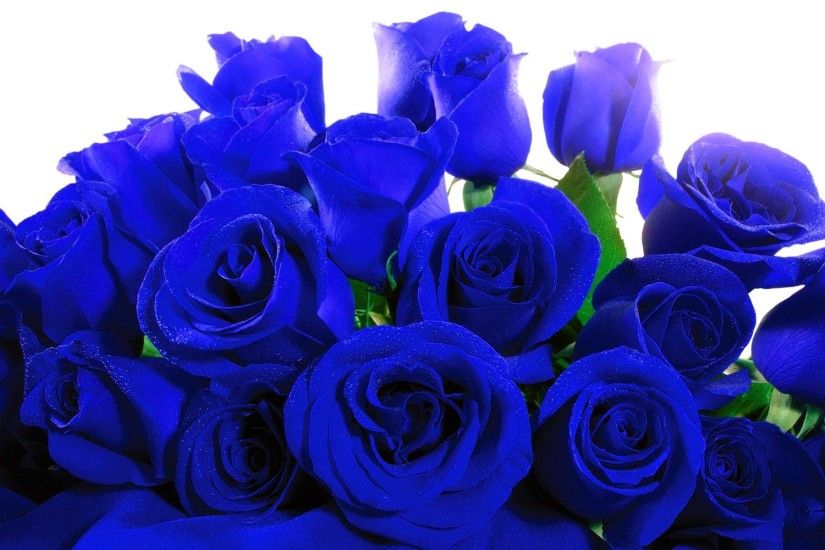 blue roses wallpaper. Â«Â«