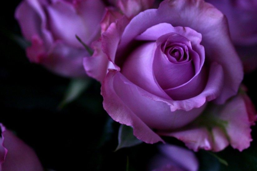 Pictures Roses Violet Flowers Closeup