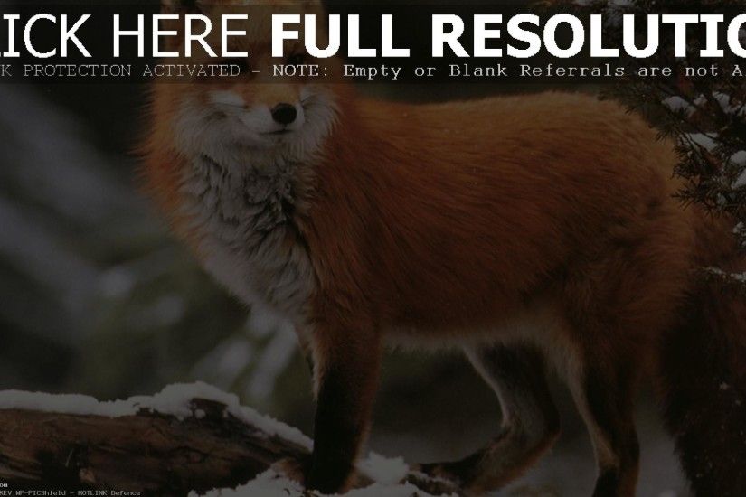 Winter Red Fox Animal (id: 178650)