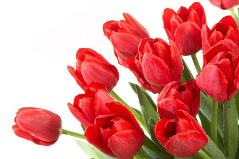 Photos of tulip flowers - ClipartFest