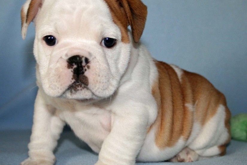 Animals - all our puppy are in good health! English bulldog puppy baby  animal cute dogs puppys LIGHT SWITCH 9 weeks old.