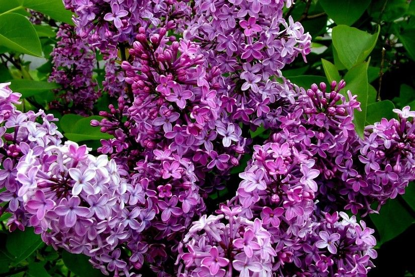 Download Lilac Bushes HD Wallpapers absolutely free for your desktop pc,  laptop desktops.