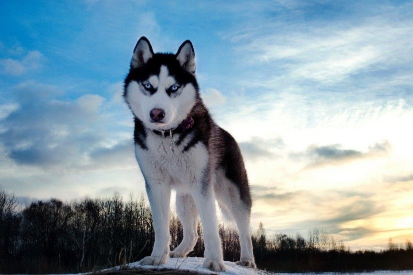 winter dog Siberian Husky Alaskan Malamute mammal 1920x1080 px vertebrate  saarloos wolfdog dog like mammal dog