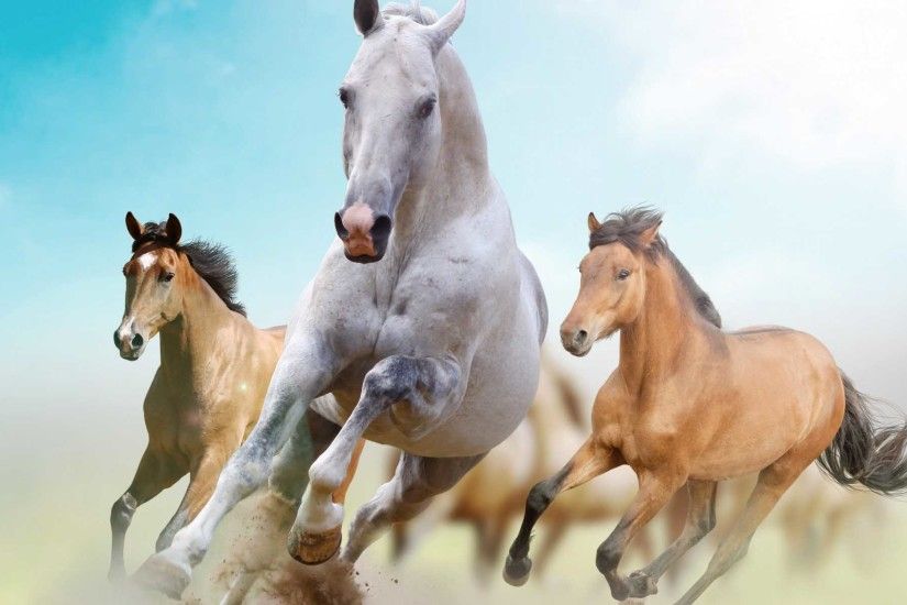 Beautiful Horses Wallpaper | Find tall and beautiful wallpapers of Racing  Horse to decorate desktop .