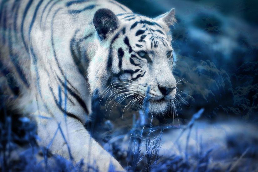 HD Wallpaper | Background ID:561244. 2048x1536 Animal White Tiger