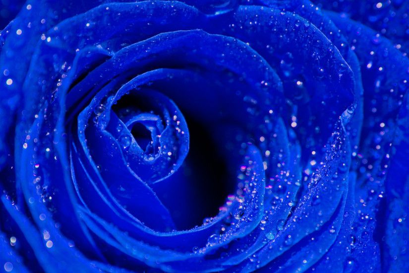 Wet Blue Rose Wallpapers