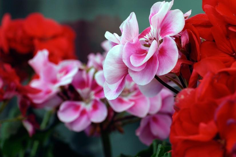 Free Pink & Red Flowers Background