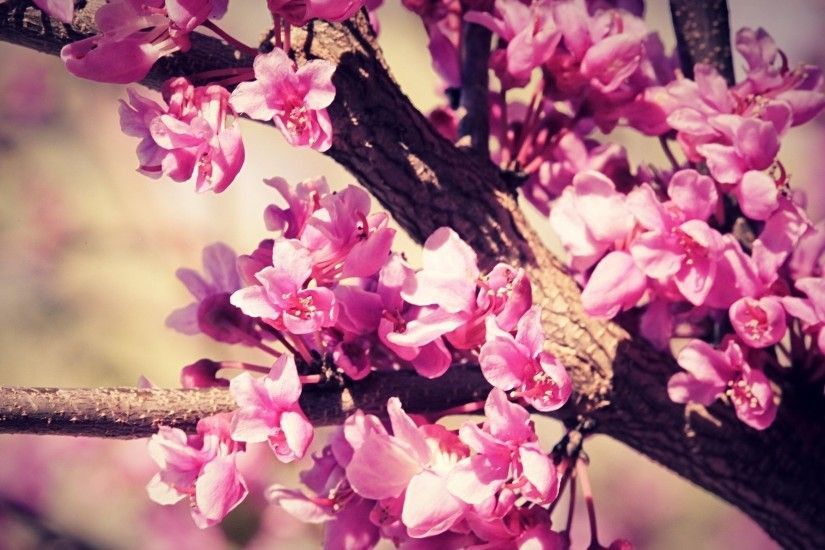 Cherry Blossom Trees HD desktop wallpaper Widescreen High