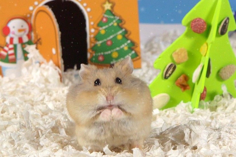 Day 2: O Christmas Tree - Cute Hamsters: 12 Days of Christmas - YouTube
