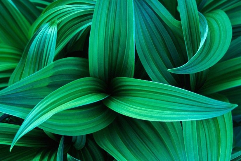 Wallpaper exotic green leaves