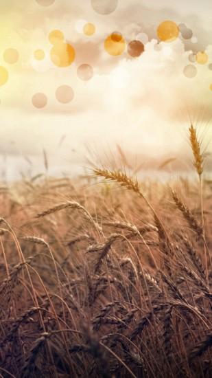 Wheat mood iOS 9 Wallpaper