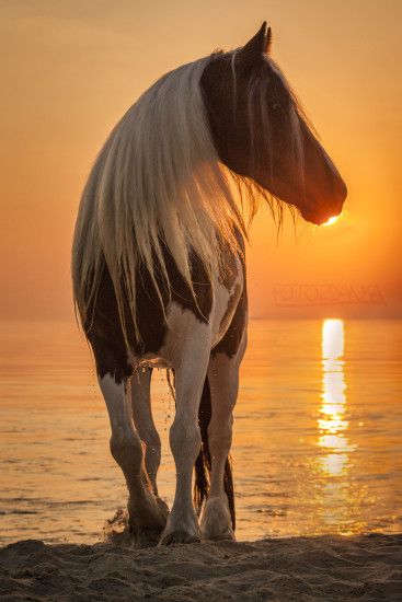 Horse photography - Pinto/Paint horse on the beach.