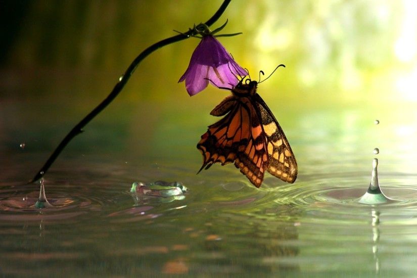 Cute butterfly feeding from flower wallpapers