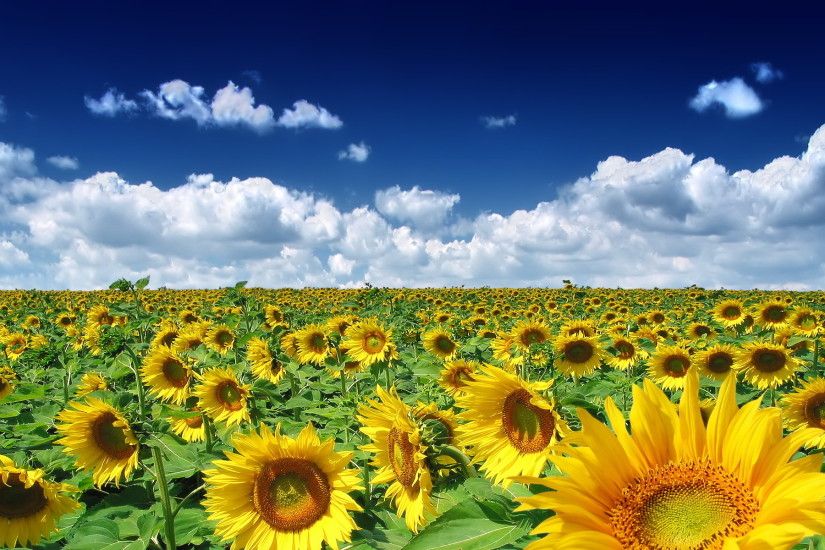 Sunflower Field. Sunflower Field Desktop Background
