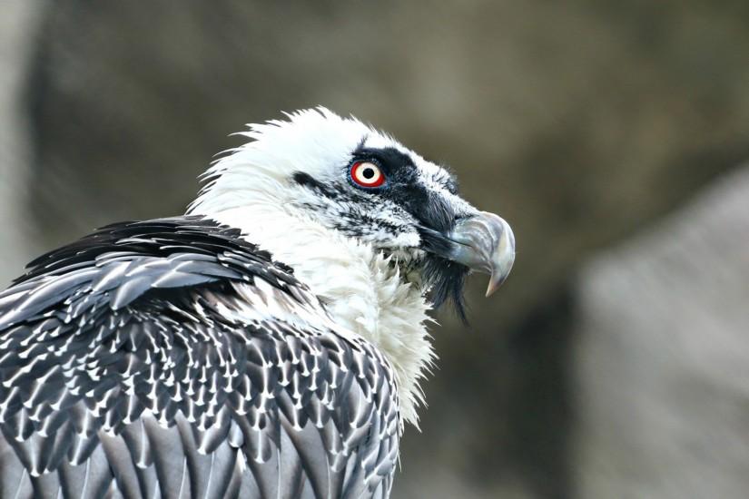 Preview wallpaper eagle, vulture, predator, bird 1920x1080