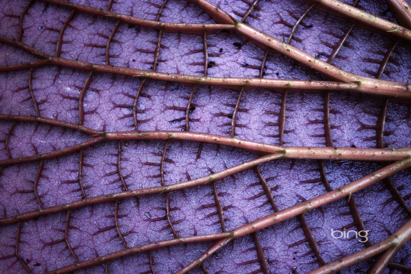 Detail of a Giant Amazon Lily Pad. Amazonas State, Brazil.