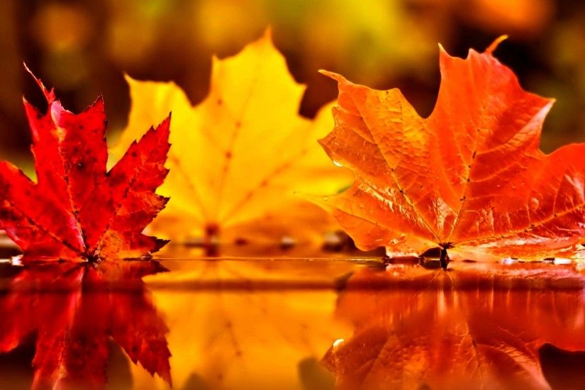 Autumn Leaves Wallpapers 1080p