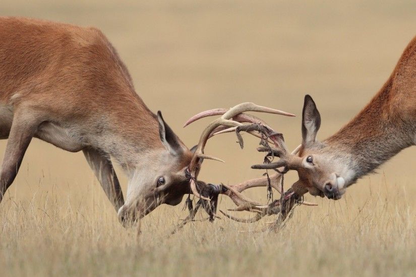 Animals - Animals Horns Fight Two Deer Wallpaper Of Cute For Mobile for HD  16:
