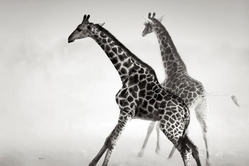 Giraffe Wallpaper Black And White - Animal Wallpapers (7155 .