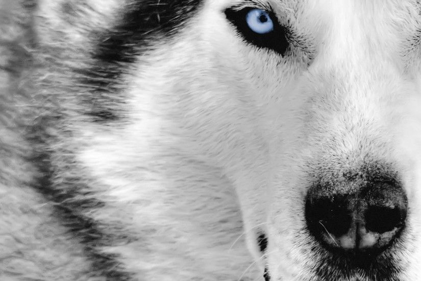 Wolf Wallpapers and Backgrounds 06 .