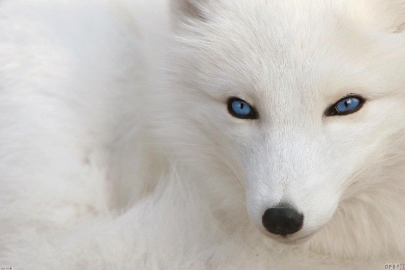 Arctic Wolf with Blue Eyes | White fox with blue eyes wallpaper #14369 -  Open