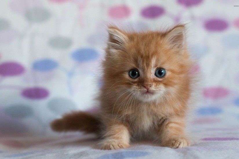 Fluffy Kitten Backgrounds