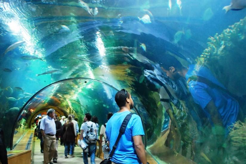 Pictures Of Aquarium