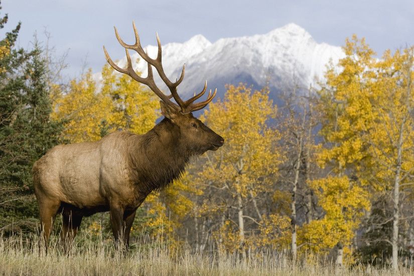 Rocky Mountain Elk Foundation gt Elk Facts