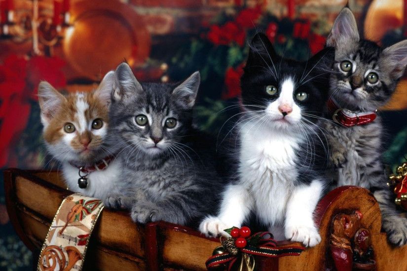 hd pics photos cute attractive christmas cats decorations hd quality  desktop background wallpaper