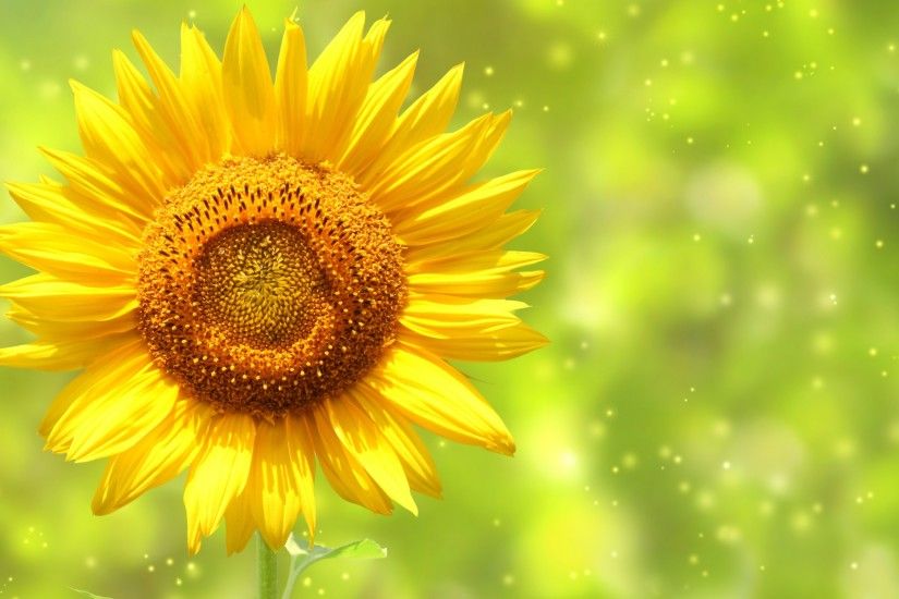 Sunflower Wallpaper Background