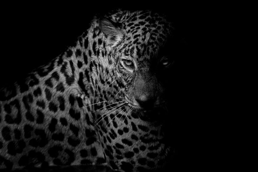 Animal - Leopard Black & White Big Cat Wallpaper