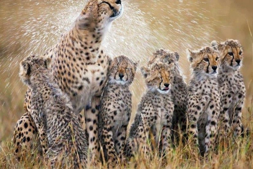 Cheetah photos animals hd wallpapers free download | HD Wallpapers |  Pinterest | Cheetah wallpaper, Hd wallpaper and Wallpaper