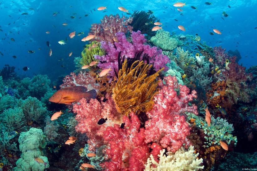 coral reef wallpaper
