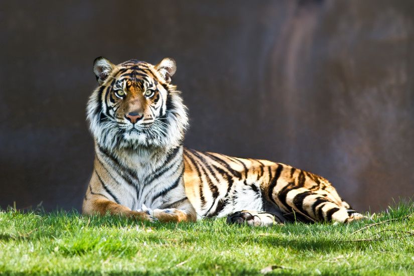 Tiger Staring