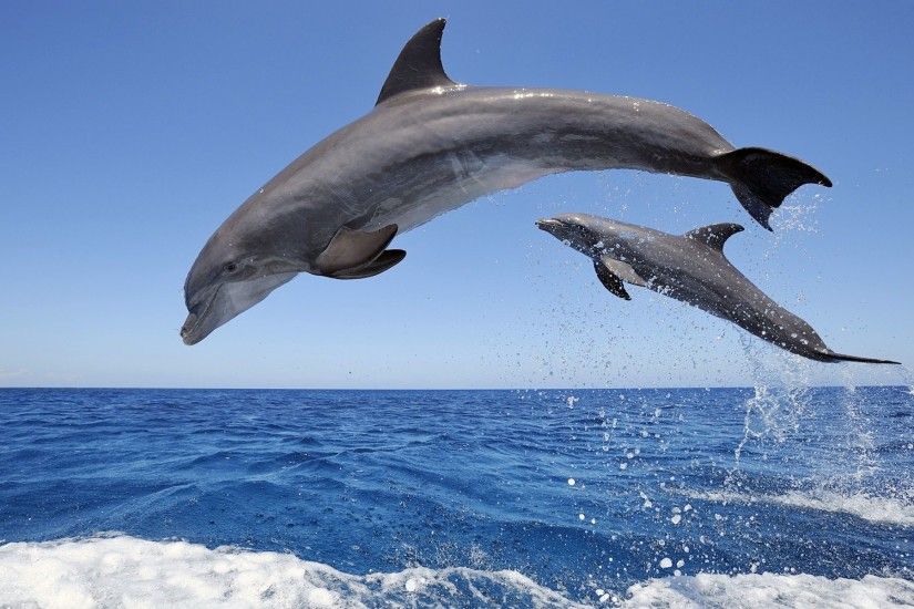 Dolphins, View: Dolphins, Wallpapers and Pictures – download for free