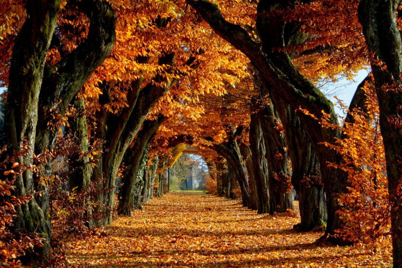 Autumn Leaves Alley Nature Wallpaper
