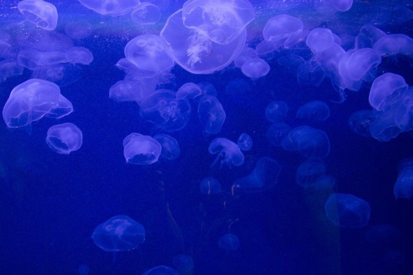 Preview wallpaper jellyfish, underwater, jelly 1920x1080