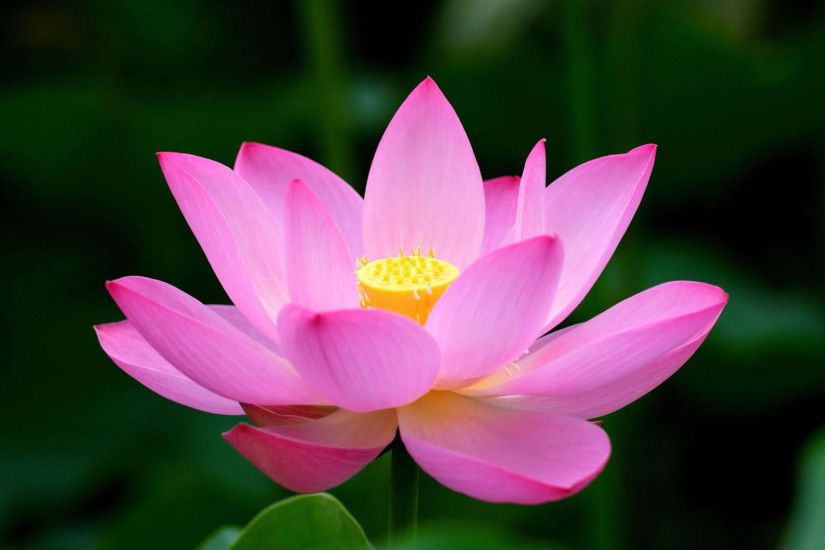Pink Lotus Flower Wallpaper Hd