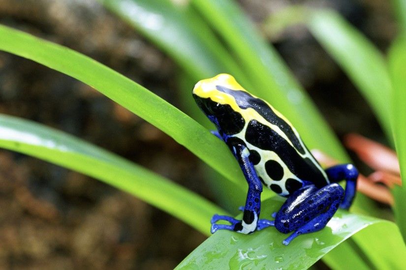 Golden Poison Frog Wallpapers HD
