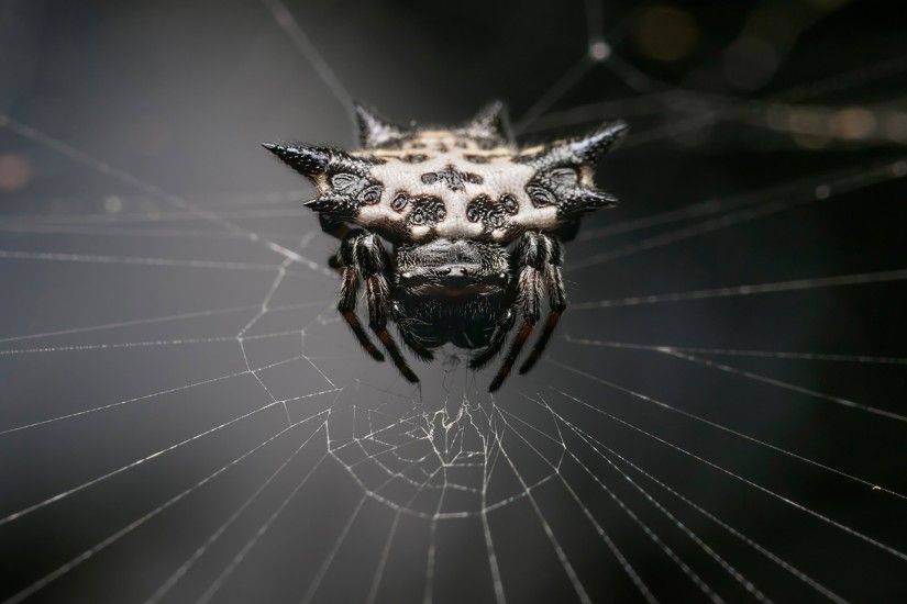 Photo Spiders Images Spiders ...