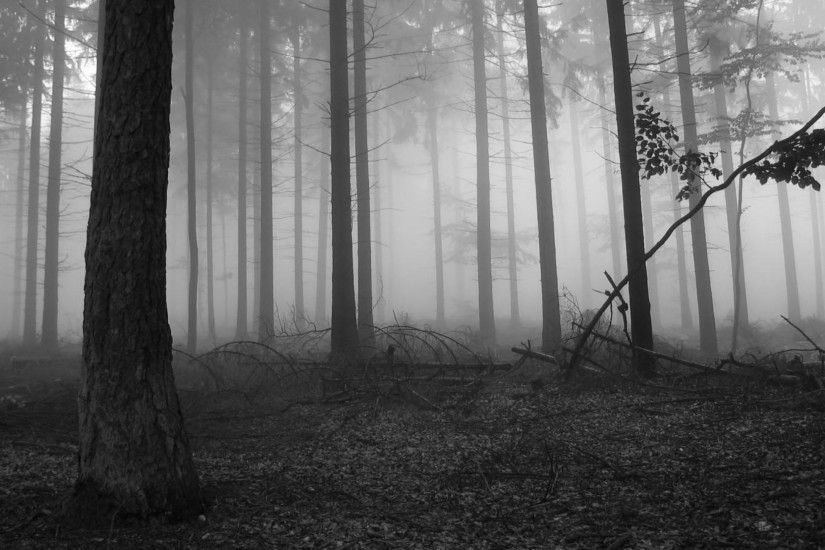 2560x1440 Fog in the dark forest Nature HD desktop wallpaper, Tree wallpaper,  Forest wallpaper