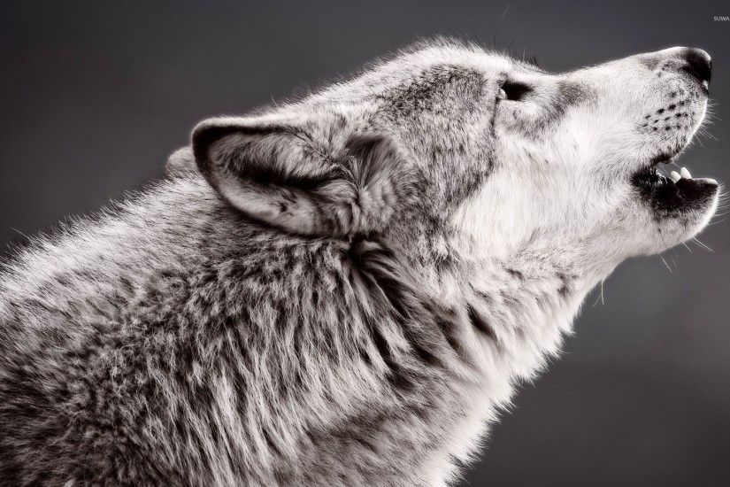 Wolf howling wallpaper - Animal wallpapers - #46774