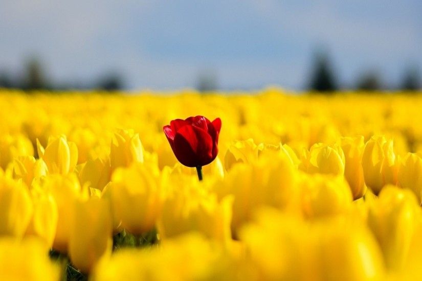 Flowers - Nature Red Flowers Single Field Tulips Spring Yellow Image for HD  16:9